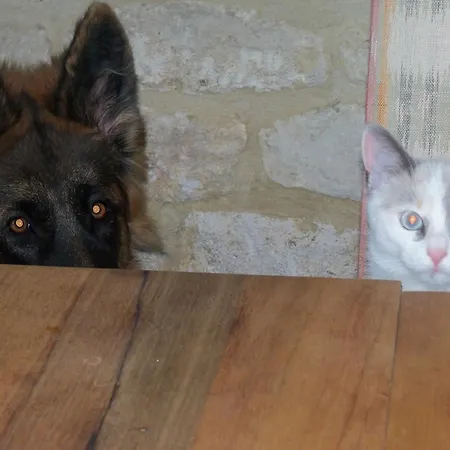 La Migrane Villevieille