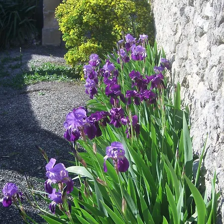 La Migrane Bed & Breakfast Villevieille